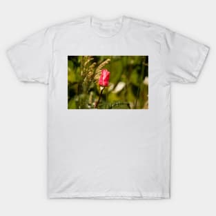 blb red rose T-Shirt